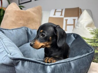 Jezevčík hladkosrstý trpasličí bez PP - 3