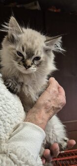 Prodej koťátek - 3