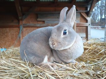 Zakrslý rex divoce modrý samička s PP - 3