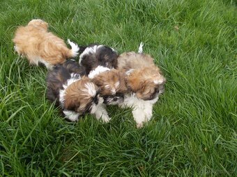 Shih-Tzu - 3