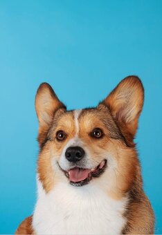 Welsh corgi pembroke. - 3