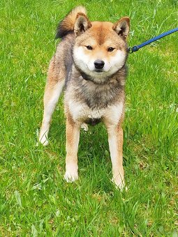 Shiba inu s PP - 3