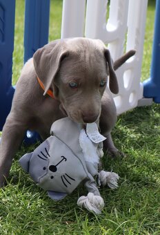 Výmarský ohař, fenka s PP, CHS Silver Max Weim - 3