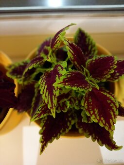 Okrasné kopřivy, coleusy - 3