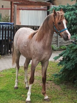 Welsh ponny - 3