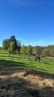 Fríská kobylka s čertem v těle (nar. 06/24) - 3