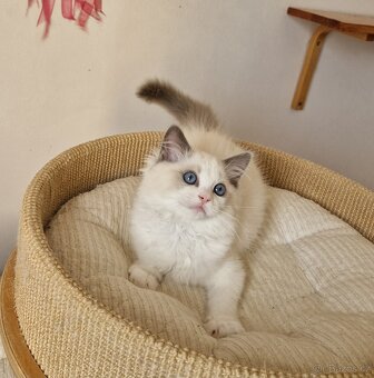 Ragdoll s PP - 3