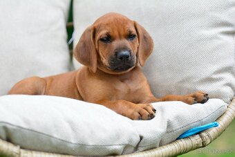 Štěňátko rhodéského ridgebacka - nestandardní chlapec s PP - 3