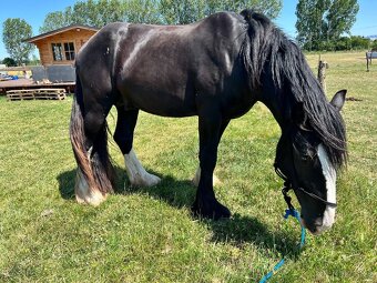 MLADÝ SHIRE HORSE - 3