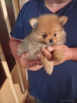 Pomeranian mini - 3