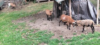 Ovce kamerunská, beránek kamerunský - 3