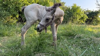 A1/1 x AQH klisna - 3