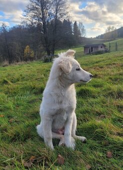 Přenecháme štěňata kříženců border kolie - 3