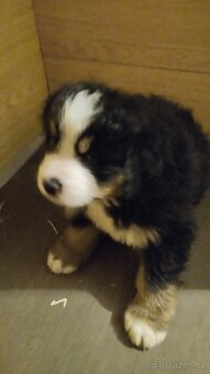 Bernský salašnický pes bez PP - 3