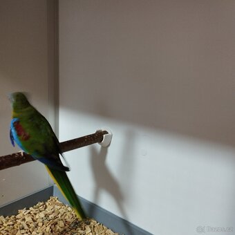 Neofema tyrkysová - 3