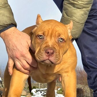 American bully XL XXL - 3