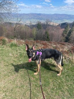 Rocky NO - 3