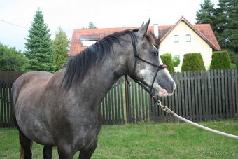 Kobyla Paint horse - 3