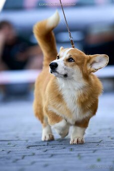Welsh Corgi Pembroke - 3