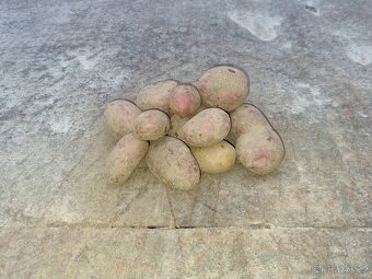 Brambory na uskladneni - 3