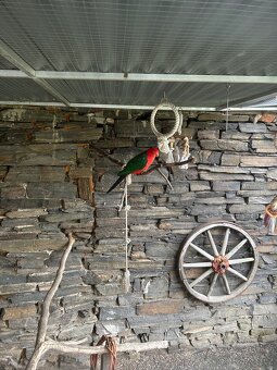 Papoušek královský (pár) - 3