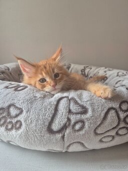 Mainska mývalí kočka s PP - 3