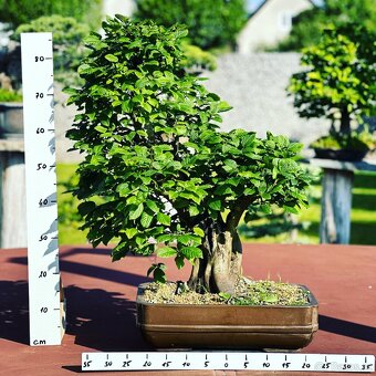 Bonsai Habr, Carpinus betulus - 3