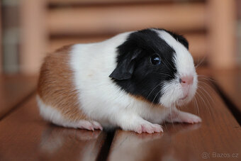 Krátkosrsté morče, morčátko, morčata s PP - 3