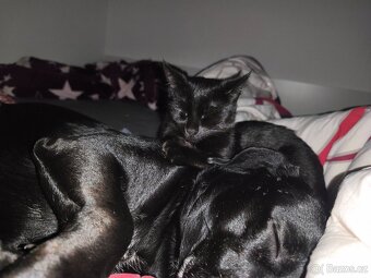 Daruji do dobrých rukou - 3