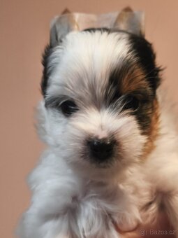 štěňata biewer terier - 3