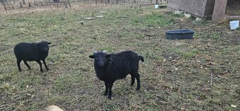 Beránci ze Strážek - 3