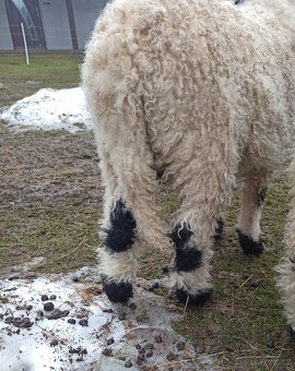 Walliserská černonosá ovce - beránek, walliser - 3