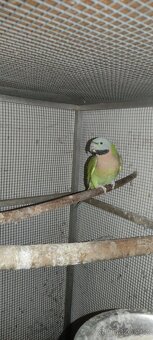 Samička Alexandr růžový vousatý - 3