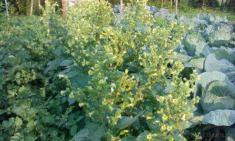 Selský tabák semínka + ostatní - 3