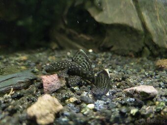 Ancistrus, živorodky - 3