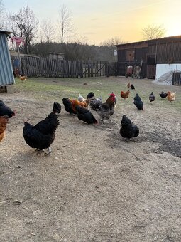 Násadová vejce - dvorkový mix - 3