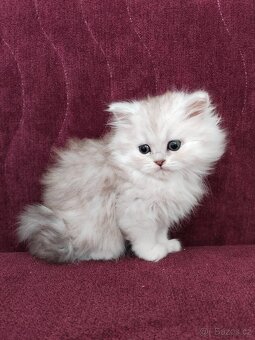 Perská koťátka - 3