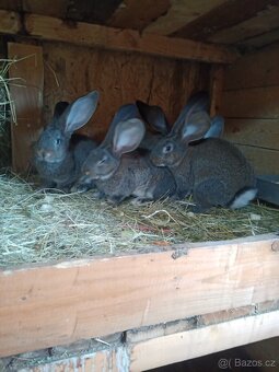 Belgický obr divoce zbarvený - 3