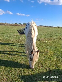 TOP k dětem - Irský cob - poloviční - 3