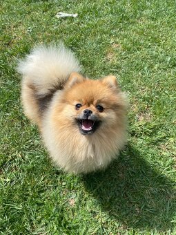 Pomeranian - 3
