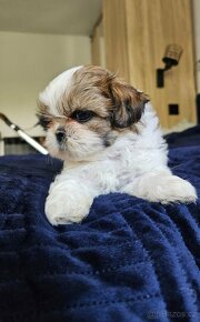 Shih-Tzu s pp shi tzu shih tzu si tzu si-tzu - 3