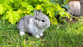 Zakrslý králík, zakrslý králíček beránek - 3