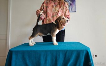 BEAGLE - bigl, beautiful puppies ZKwP/ FCI - 3