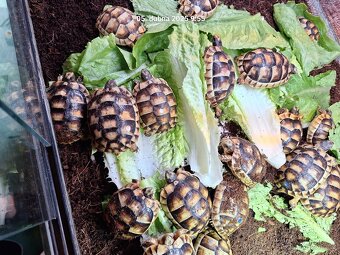 Suchozemská želva VROUBENÁ - Testudo Marginata - 3