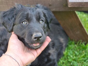 Prodám štěně, kříženec labradora a border kolie - 3