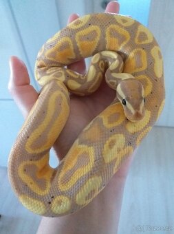 Python regius banana samec - 3