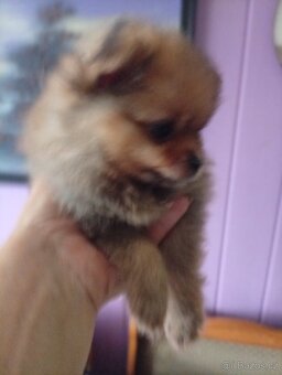 Štěňátko pomeraniana mini - 3