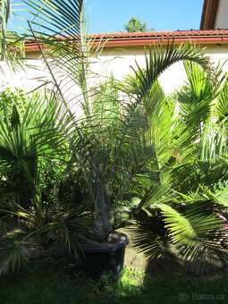 Palmy - 3