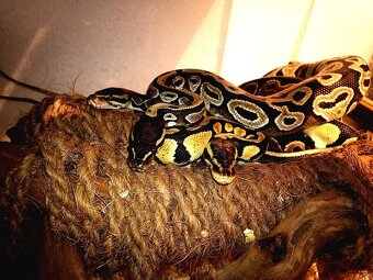 Krajta královská - 3