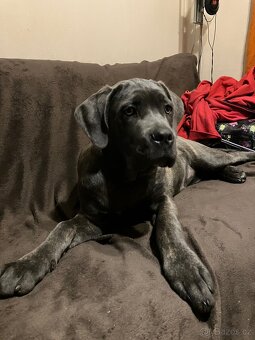 Cane Corso s PP - 3